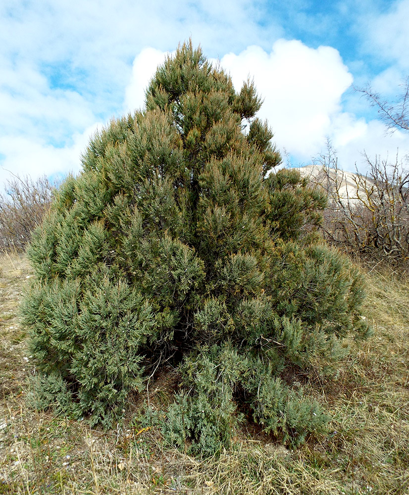 Image of Juniperus excelsa specimen.