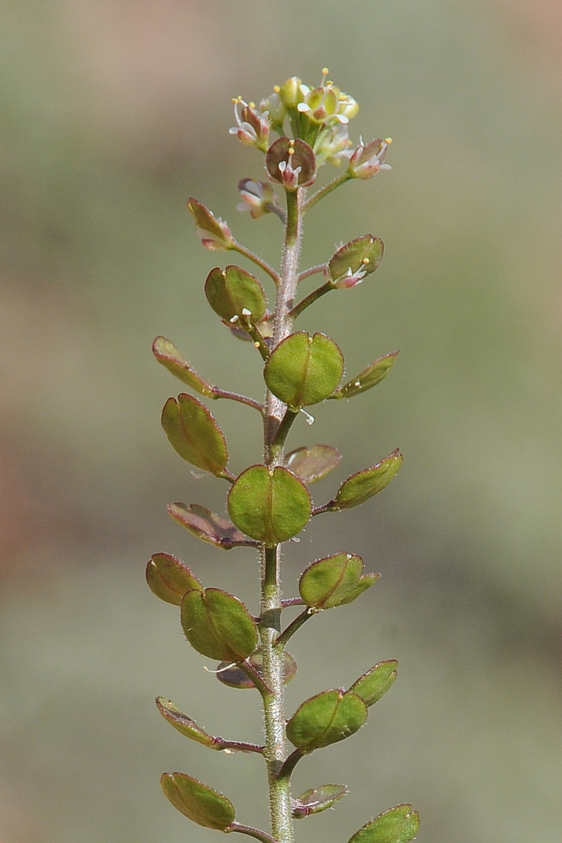 Изображение особи Lepidium virginicum.
