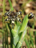 Ferraria crispa