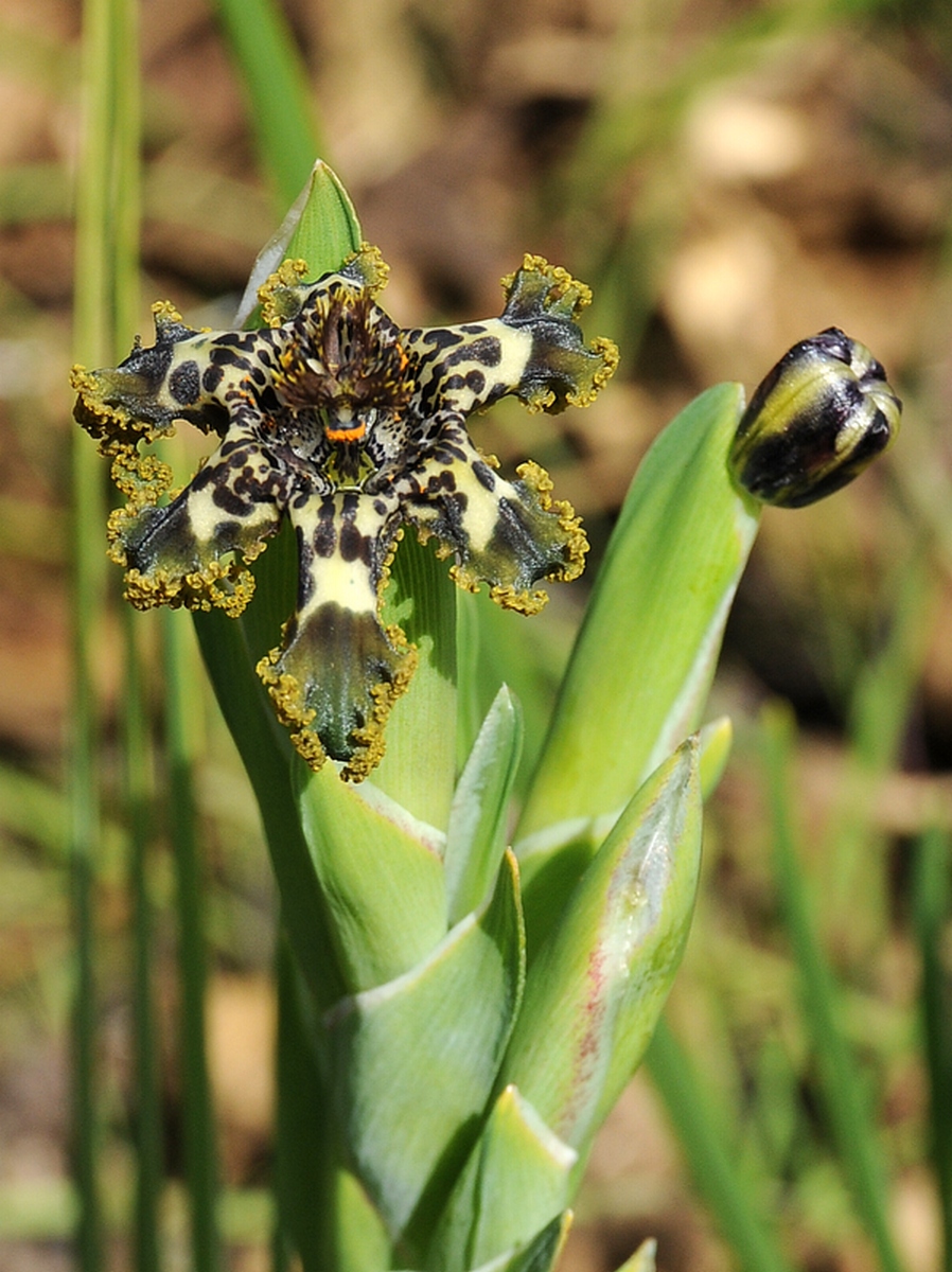 Image of Ferraria crispa specimen.