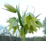 Fritillaria raddeana