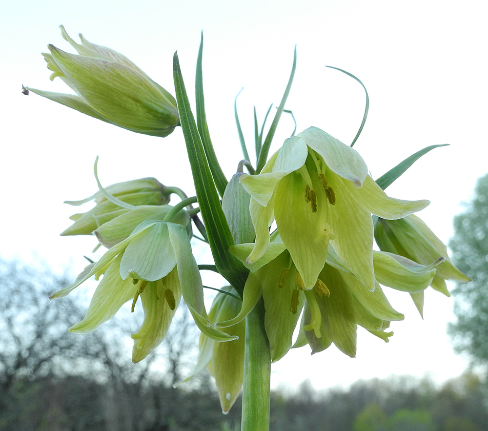 Изображение особи Fritillaria raddeana.