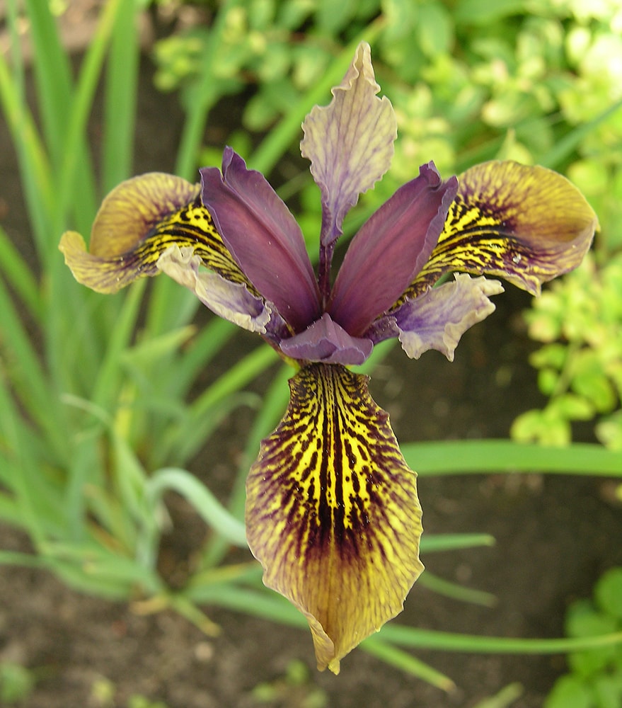 Image of Iris forrestii specimen.