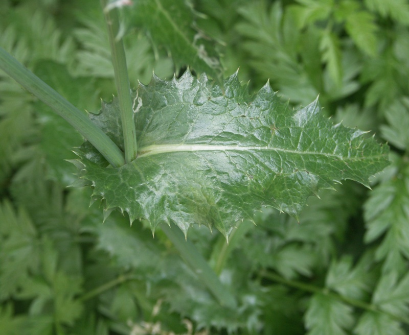 Image of Sonchus asper specimen.