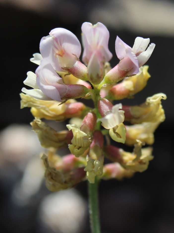 Image of Astragalus brachybotrys specimen.