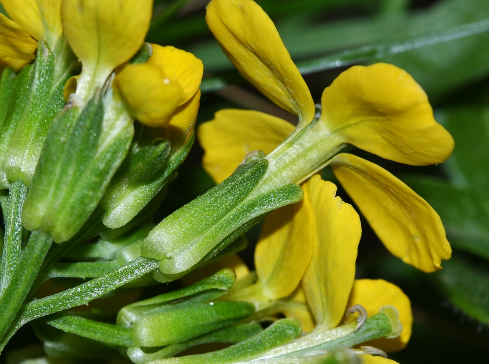 Изображение особи Erysimum amurense.