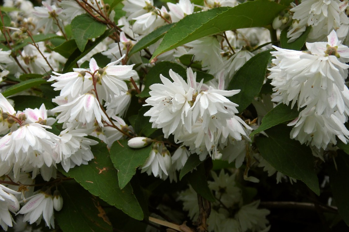 Image of Deutzia scabra specimen.