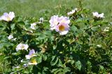 Rosa corymbifera. Верхушка цветущего растения. Крым, Керченский п-ов, Приазовье, Караларская степь. 31.05.2017.