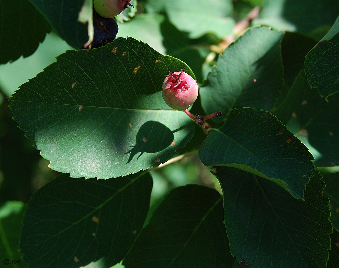 Image of Amelanchier ovalis specimen.