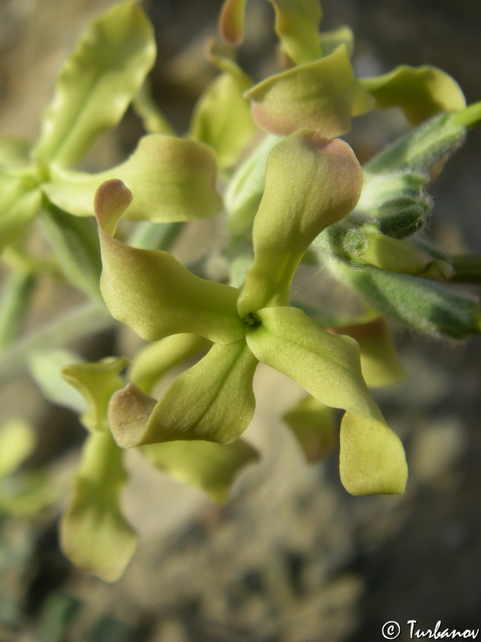 Image of Matthiola odoratissima specimen.