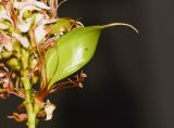 Schotia latifolia