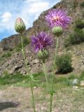 Centaurea adpressa