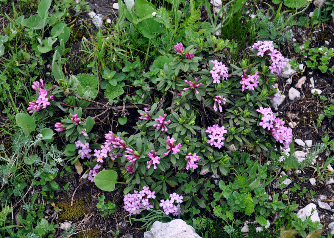 Image of Daphne circassica specimen.