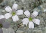 Gypsophila elegans