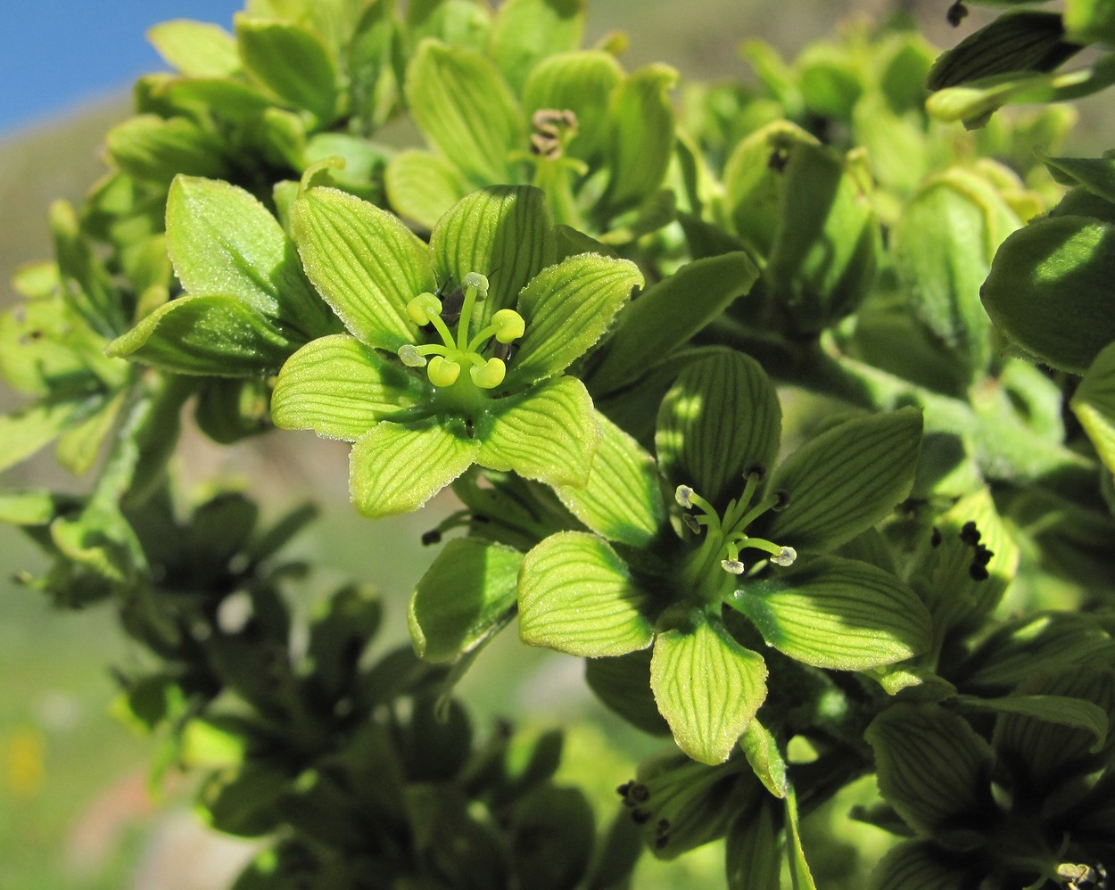 Image of Veratrum lobelianum specimen.