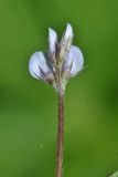 Vicia hirsuta