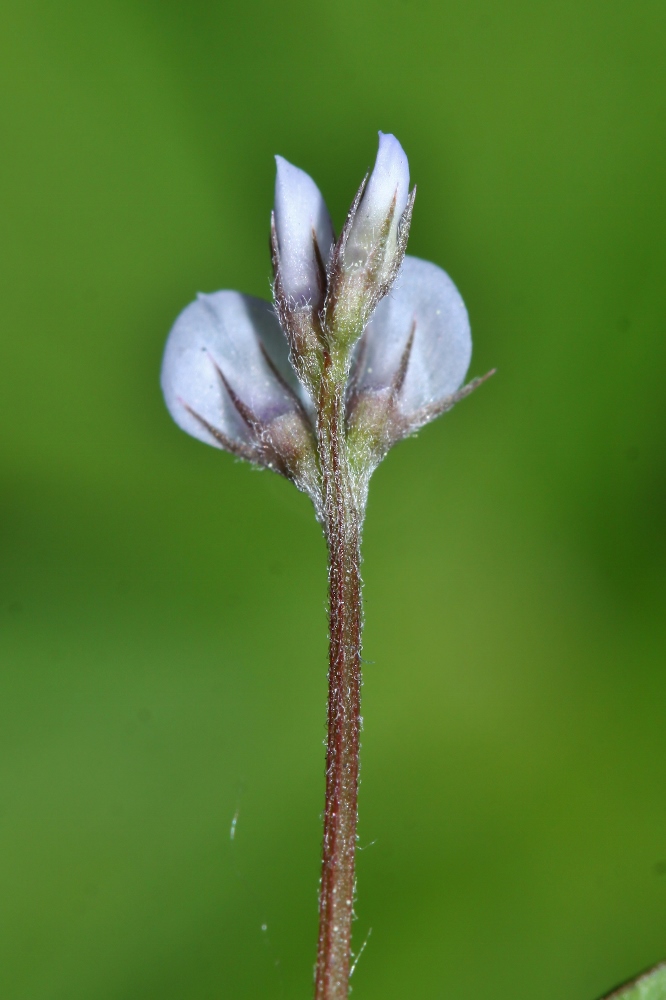 Image of Vicia hirsuta specimen.