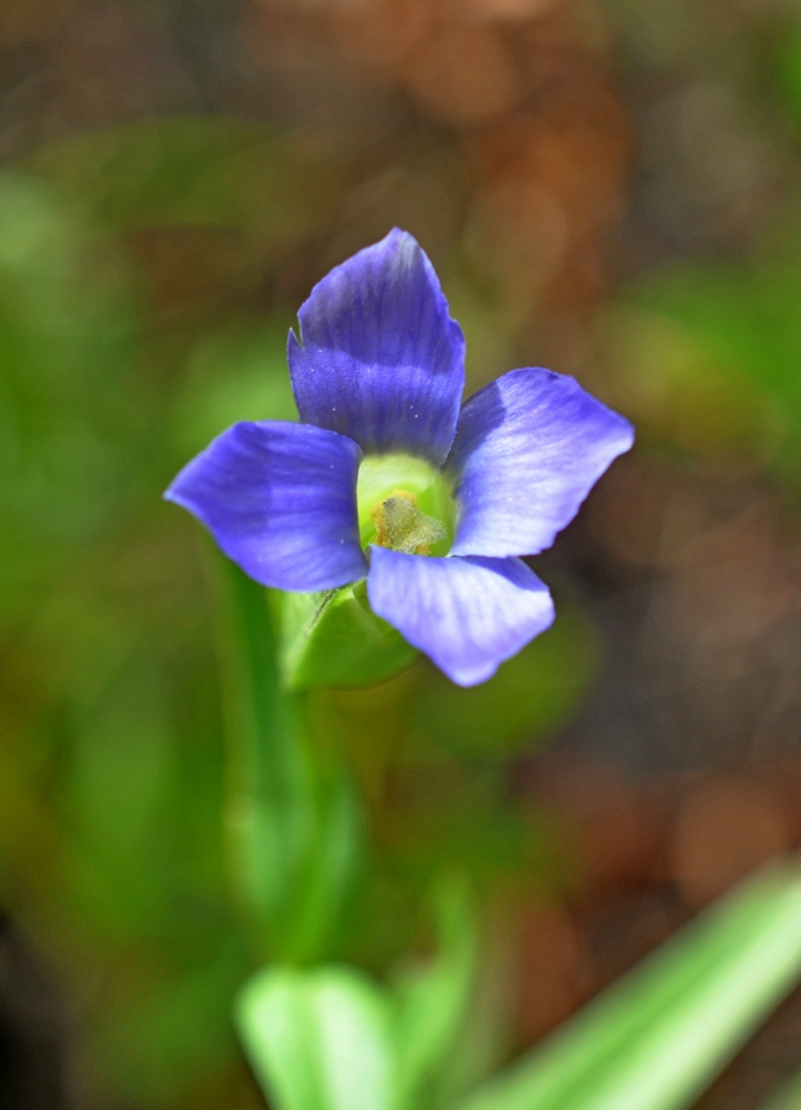 Image of Gentianopsis komarovii specimen.