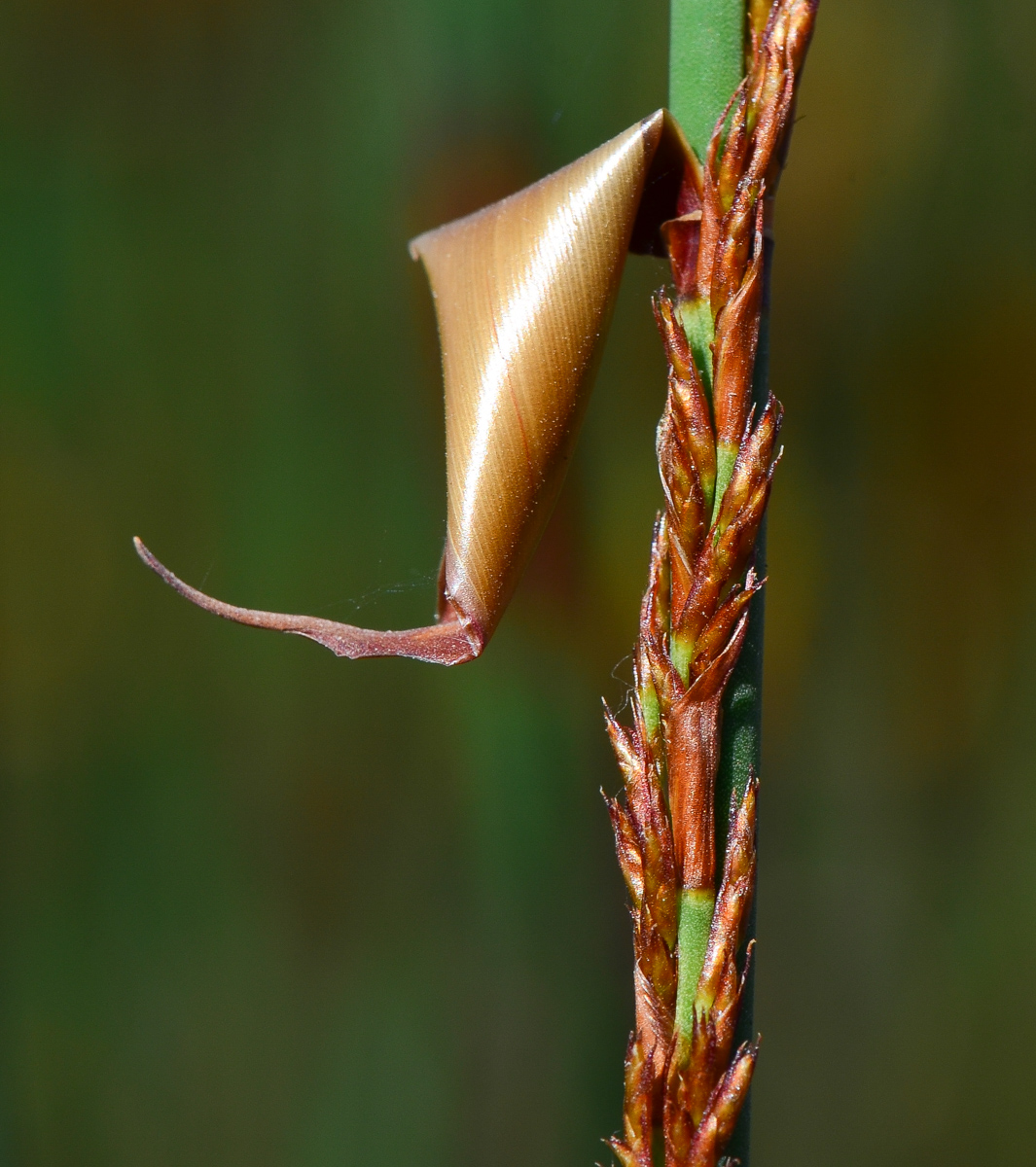 Изображение особи Elegia tectorum.