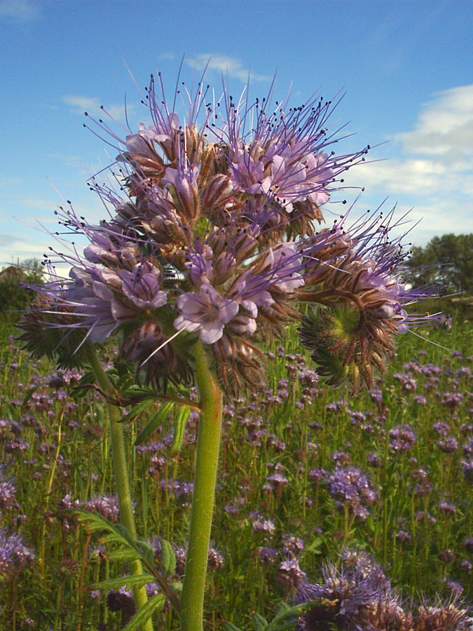 Image of Phacelia tanacetifolia specimen.