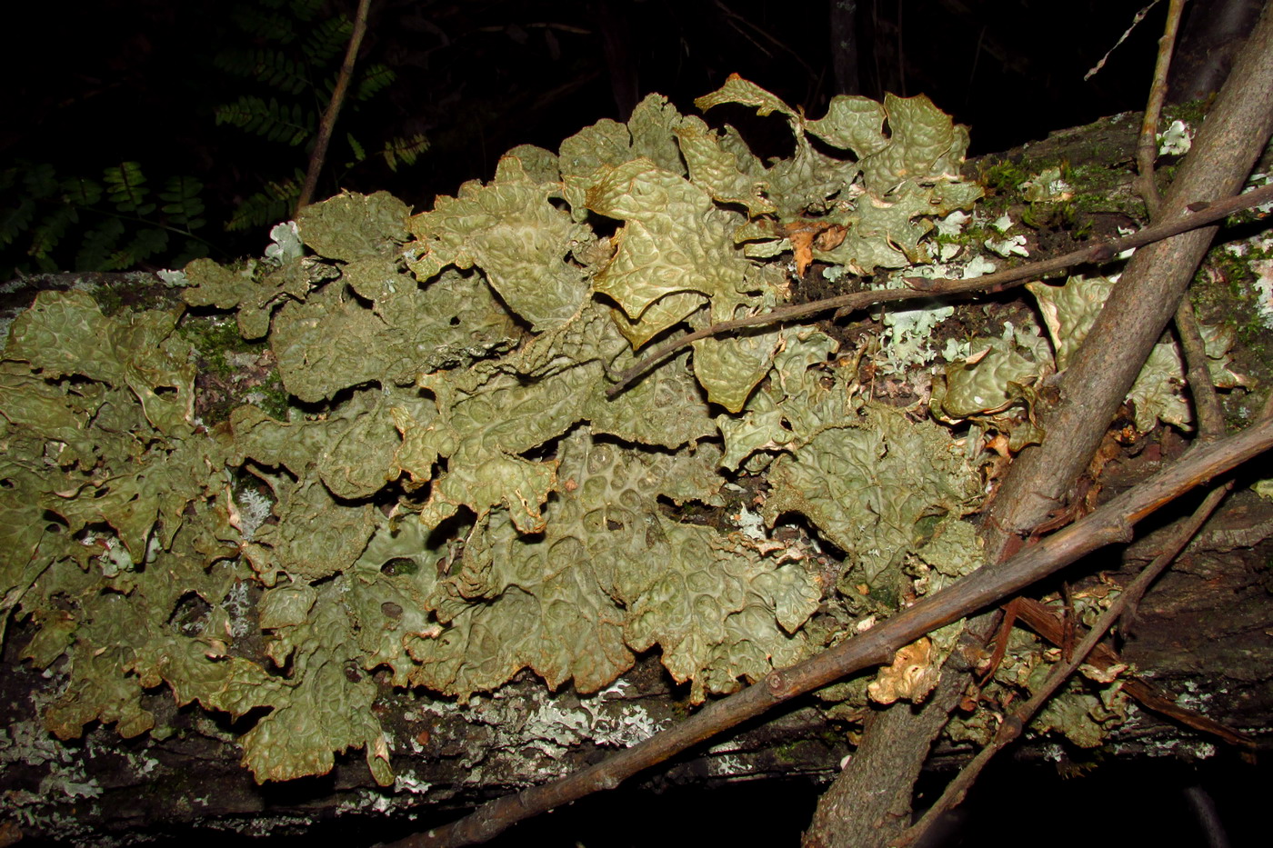 Image of Lobaria sajanensis specimen.