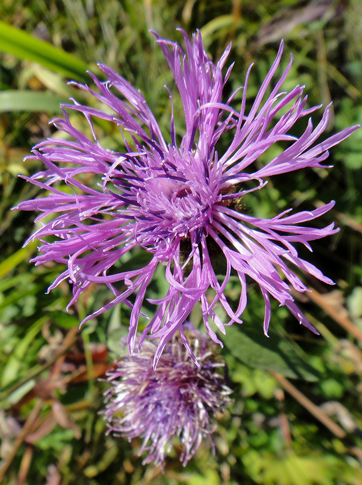 Изображение особи Centaurea pseudophrygia.