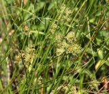 Juncus effusus