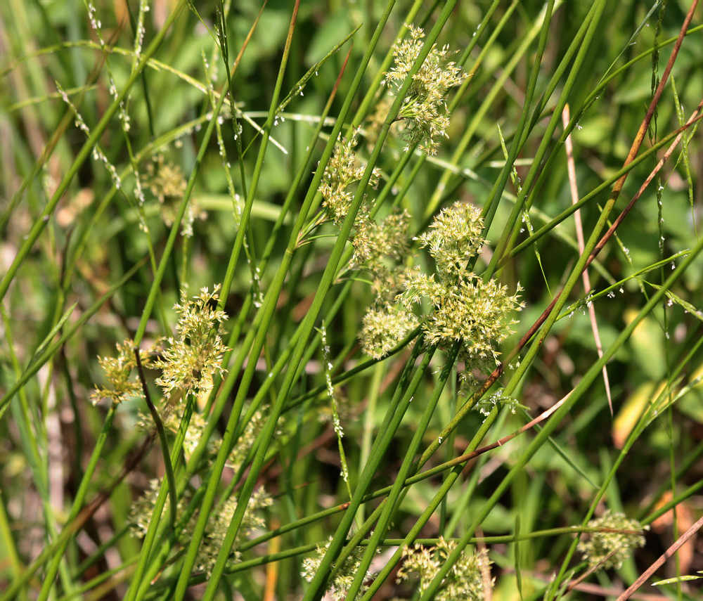 Image of Juncus effusus specimen.