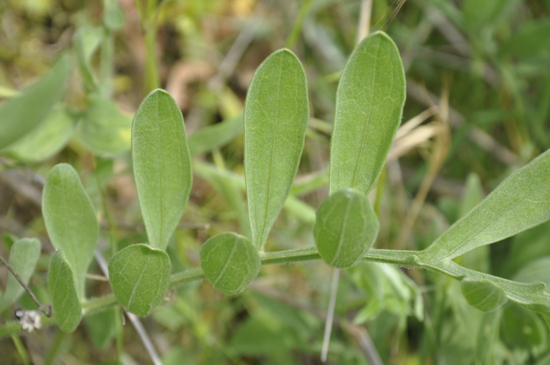 Image of Centaurea salonitana specimen.