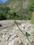 Medicago lupulina