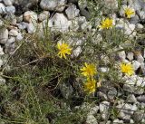 Youngia tenuifolia. Цветущее растение. Бурятия, окр. пгт Гусинозерск, насыпь вдоль берега озера. 13.07.2014.