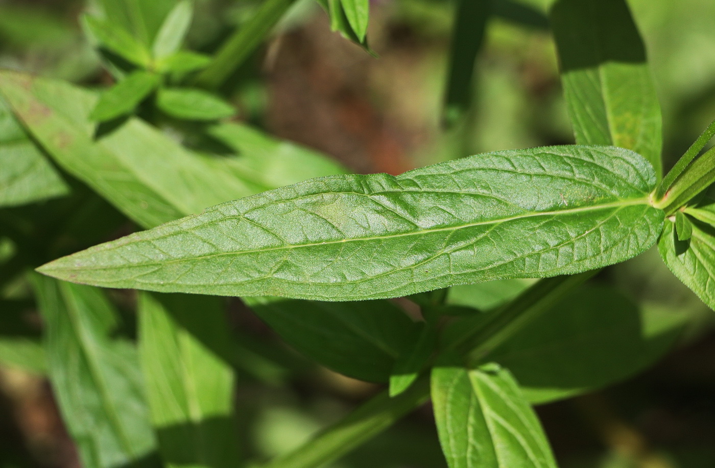 Image of Lythrum salicaria specimen.
