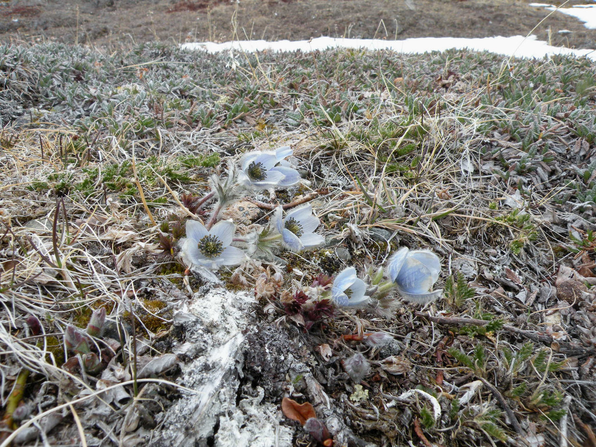 Image of Anemone multiceps specimen.