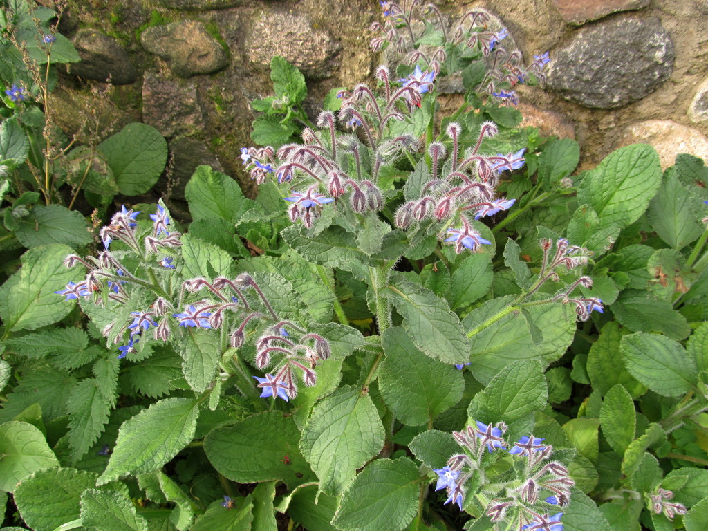 Изображение особи Borago officinalis.