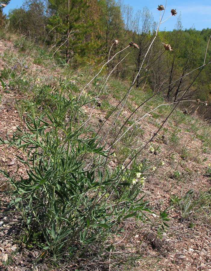Изображение особи Rhaponticoides ruthenica.