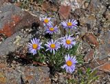 Aster serpentimontanus. Цветущее растение. Монголия, аймак Архангай, вулкан Хэрийин, ≈ 2200 м н.у.м., каменистый склон. 06.06.2017.