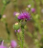 Carduus acanthoides