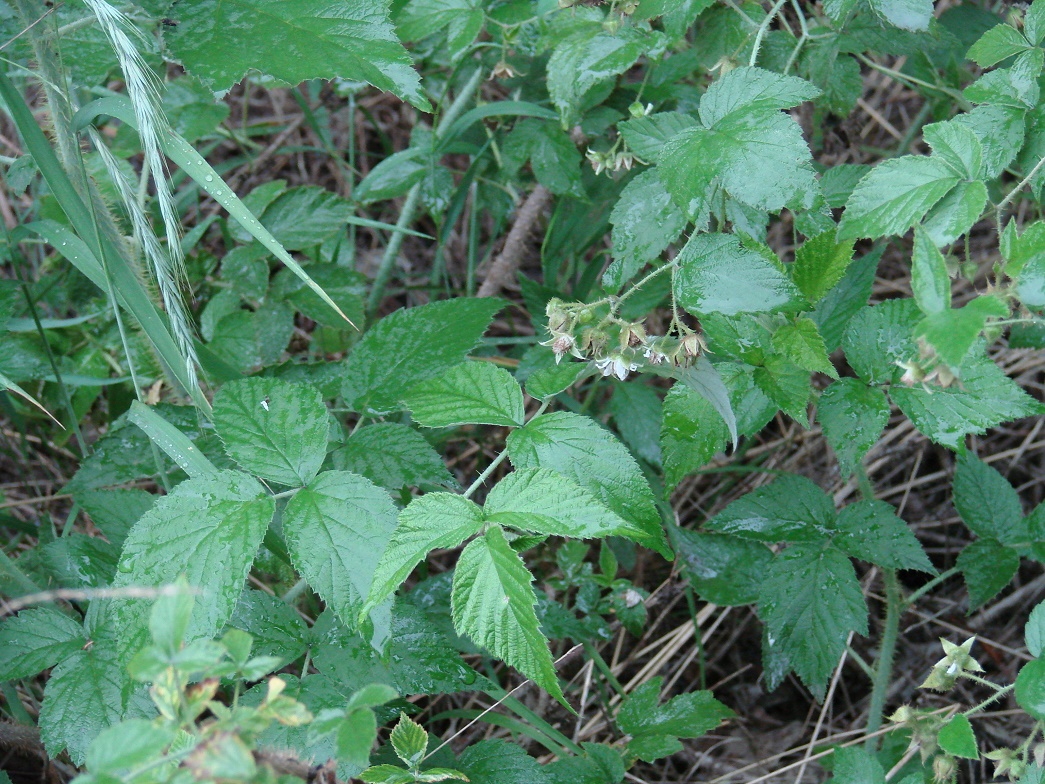 Изображение особи Rubus matsumuranus.