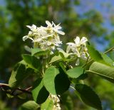 род Amelanchier