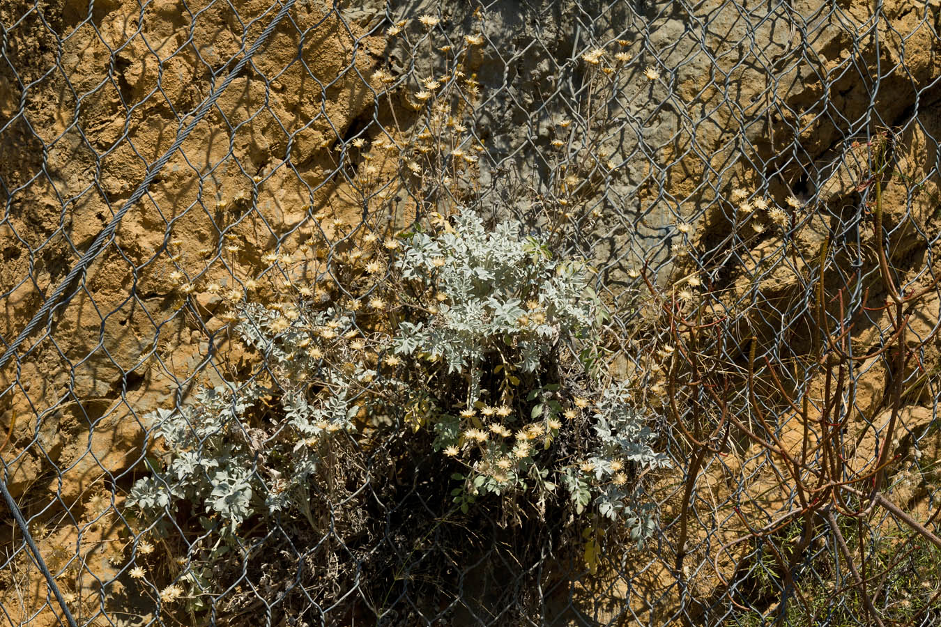 Image of Centaurea argentea specimen.