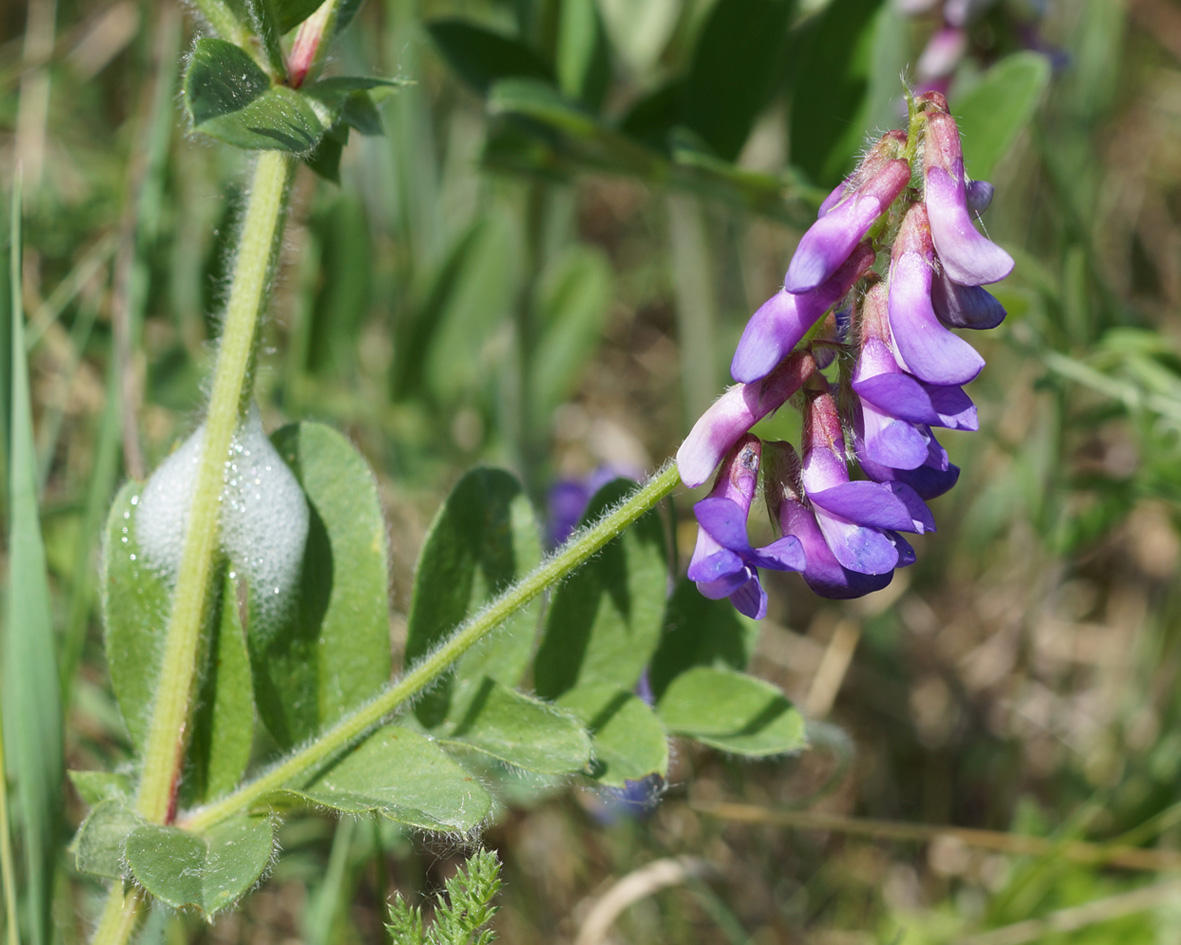 Image of Vicia amoena specimen.