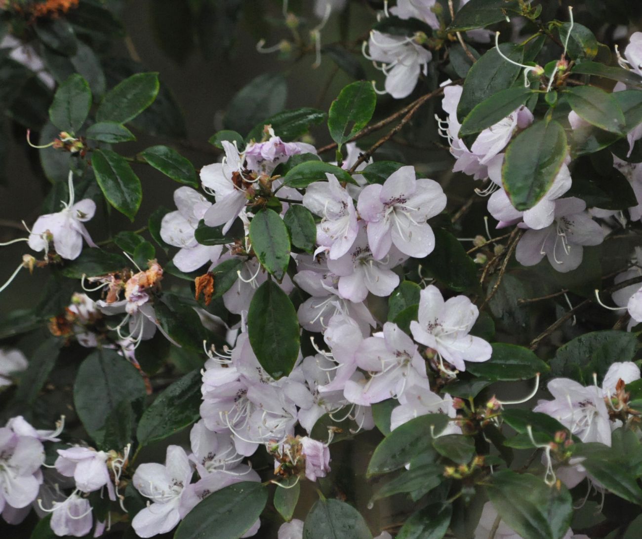 Image of genus Rhododendron specimen.