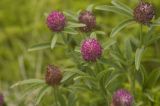 Trifolium alpestre. Верхняя часть цветущего растения. Кабардино-Балкария, Эльбрусский р-н, долина р. Ирик немного выше минеральных источников. Июль 2009 г.