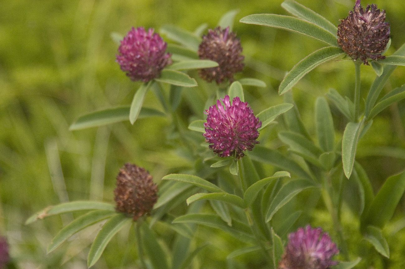 Изображение особи Trifolium alpestre.