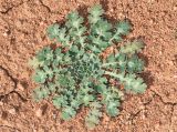 Glaucium fimbrilligerum