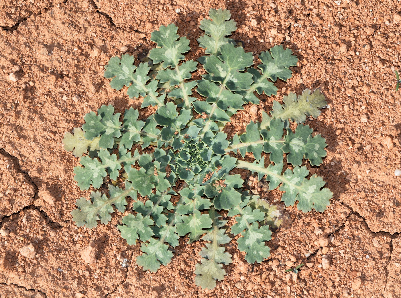 Image of Glaucium fimbrilligerum specimen.