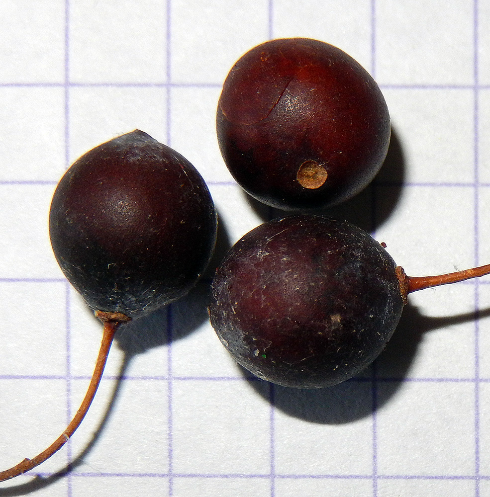 Image of Celtis occidentalis specimen.