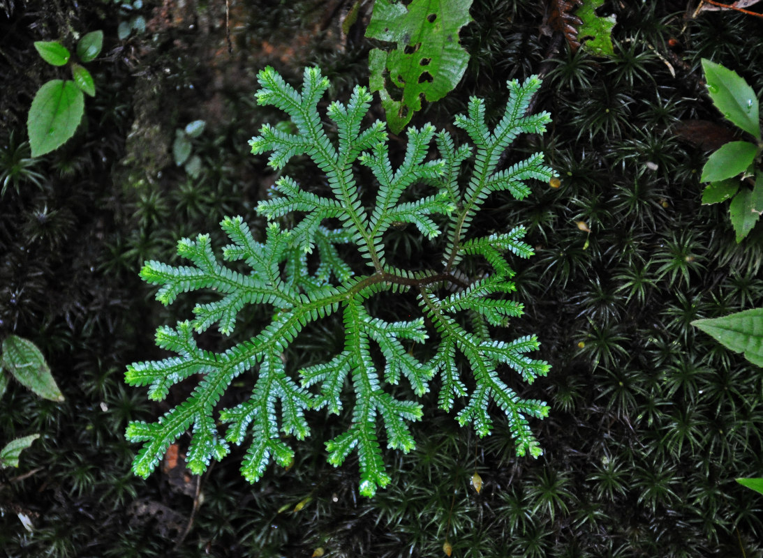 Image of Selaginella mayeri specimen.