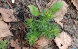 Euphorbia cyparissias. Молодое растение с бутонами. Московская обл., Щёлковский р-н, пос. Монино, цветник у ж.-д. станции, в культуре. 30.04.2018.