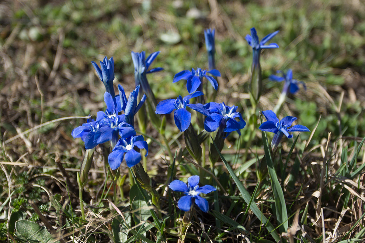 Image of Gentiana angulosa specimen.